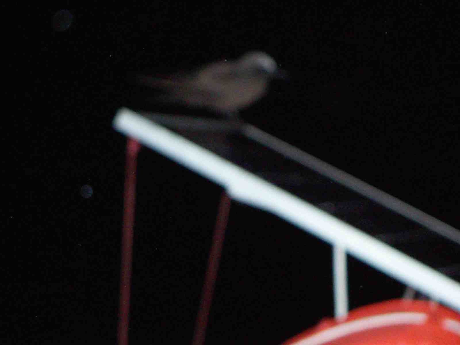 Oiseau